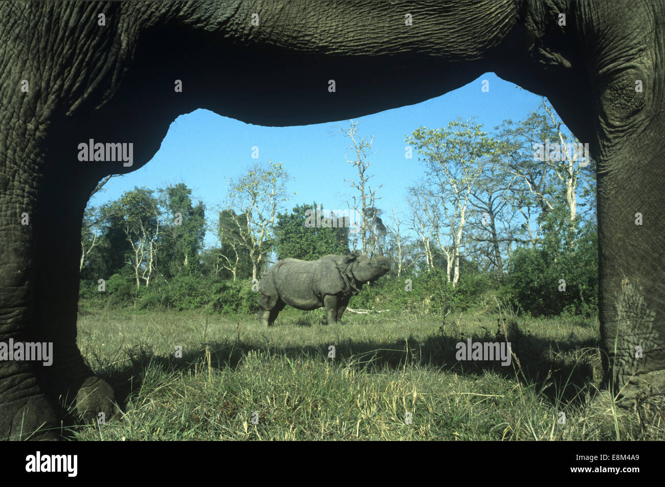 Indian Rhino - Rhinoceros unicornis Foto Stock
