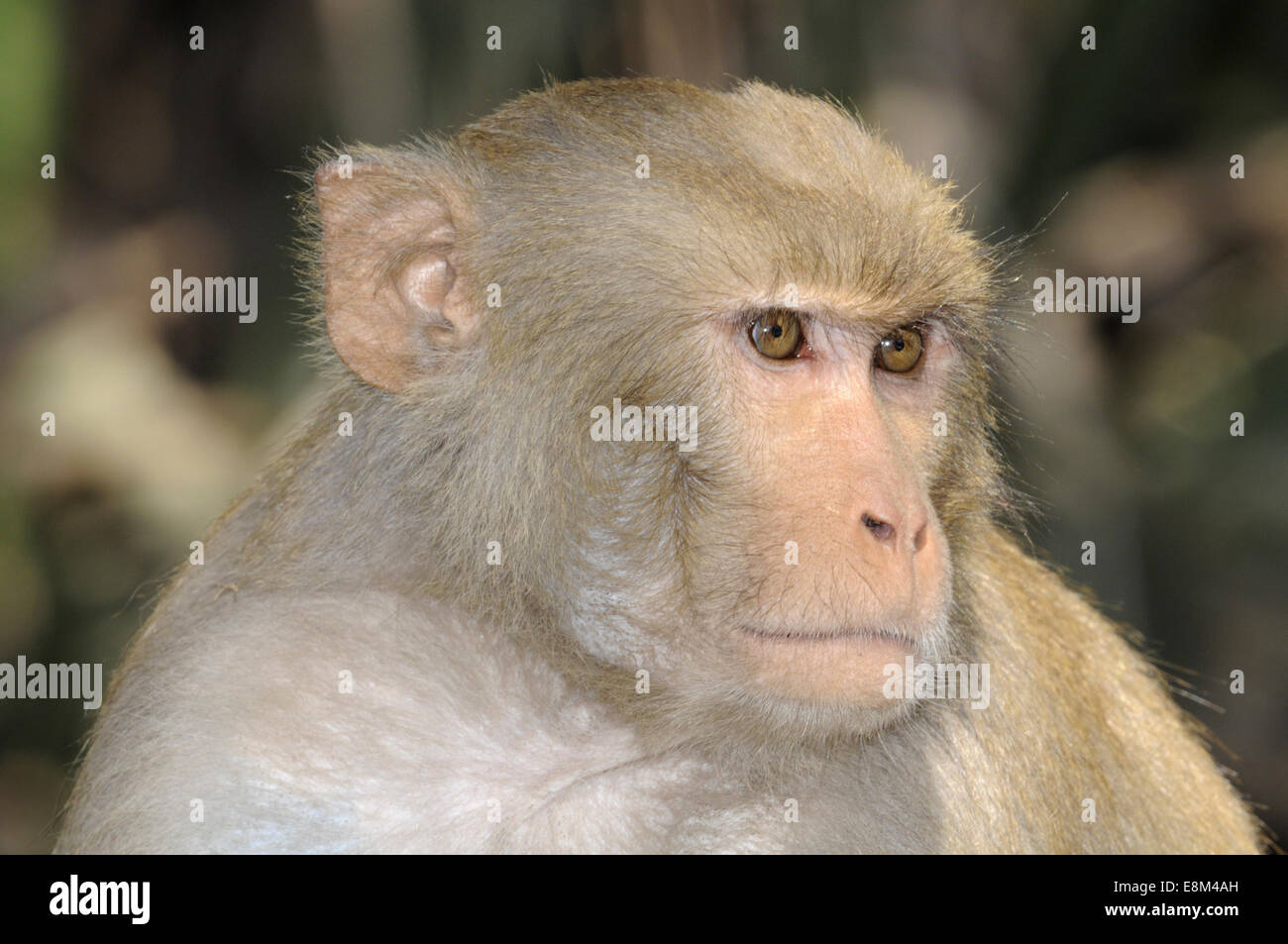 Macaco Rhesus - macaca mulatta Foto Stock