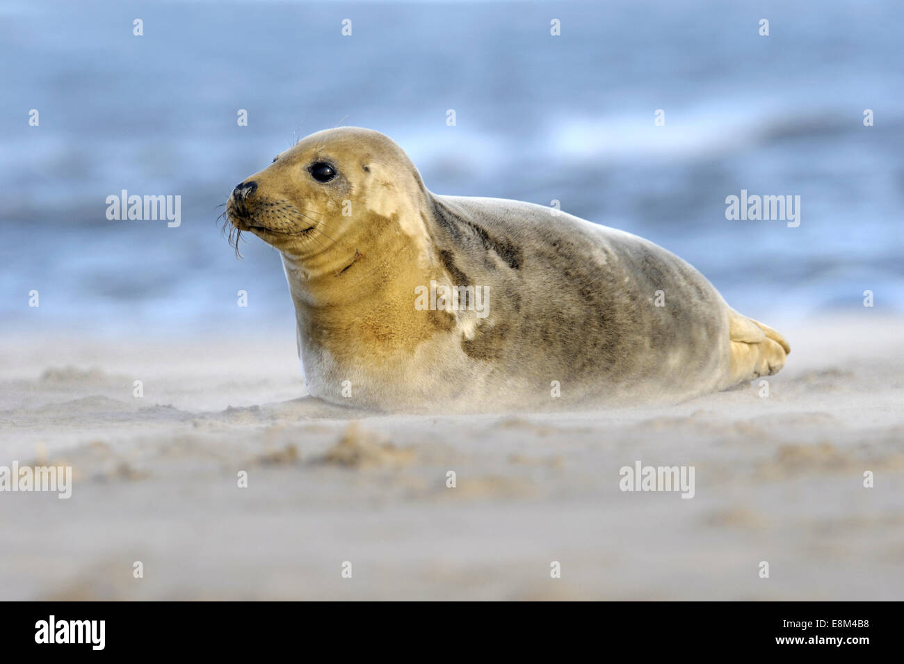 Guarnizione grigio - Halichoerus grypus Foto Stock