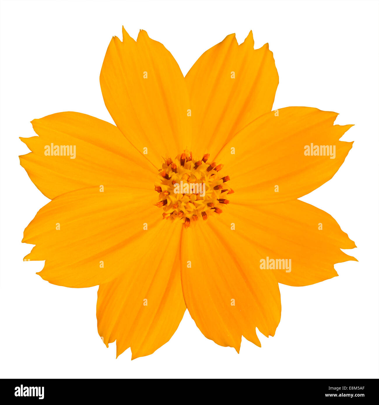 Giallo Singapore Daisy fiore fiori selvaggi isolati su sfondo bianco Foto Stock