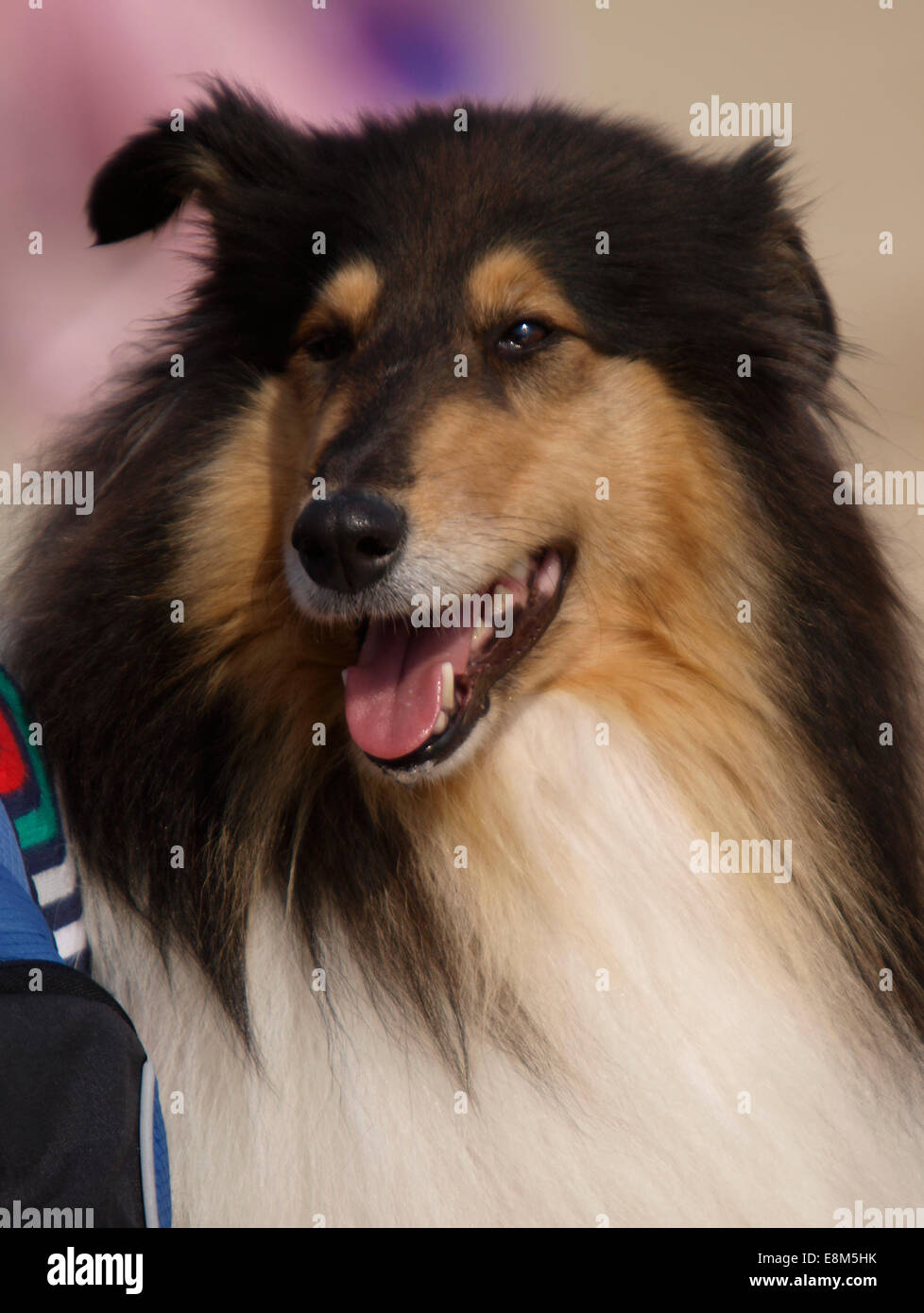 Shetland Sheepdog ritratto, REGNO UNITO Foto Stock