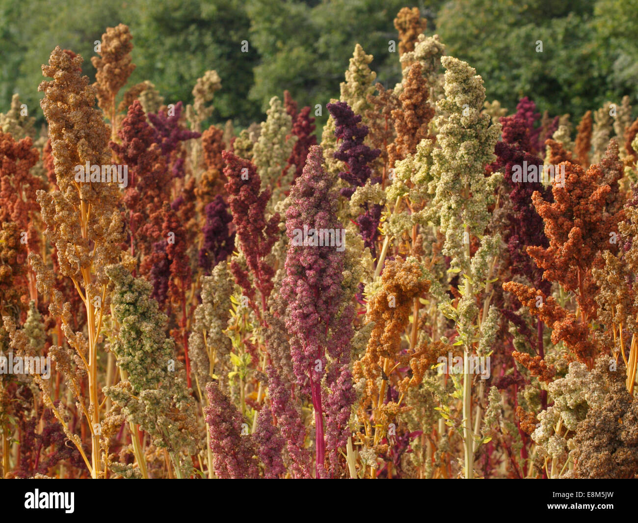 Prodotto colorato di Quinoa cresce in Dorset, Regno Unito Foto Stock