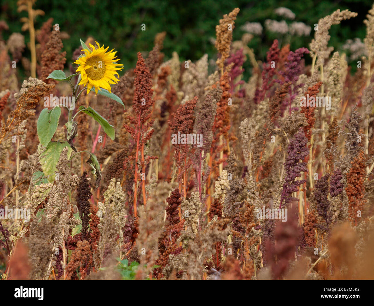 Girasole tra un prodotto colorato di Quinoa cresce in Dorset, Regno Unito Foto Stock