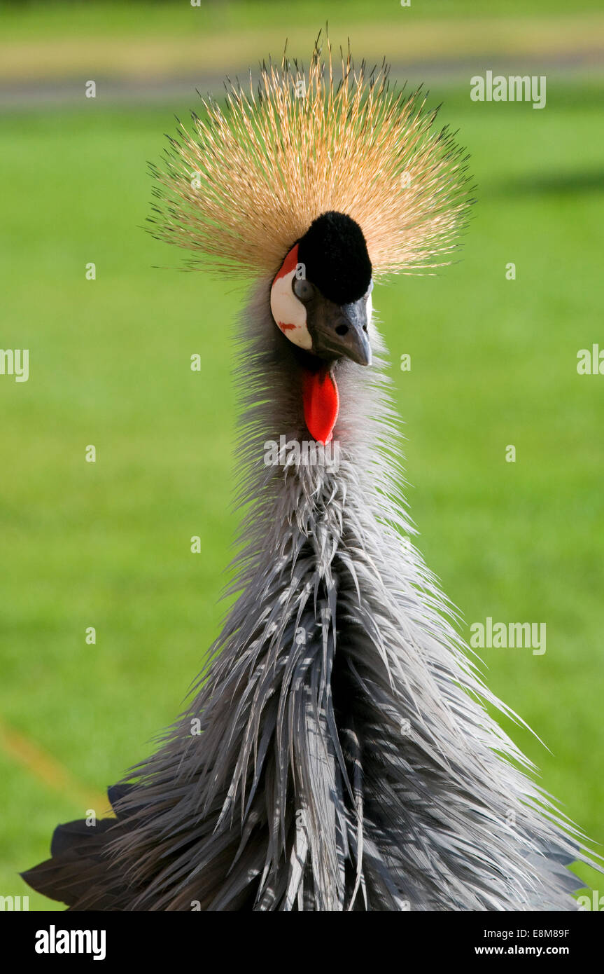 Il Grey Crowned Crane (Balearica regulorum) è un uccello della famiglia di gru Gruidae. Esso si verifica nella savana secca in Africa Foto Stock