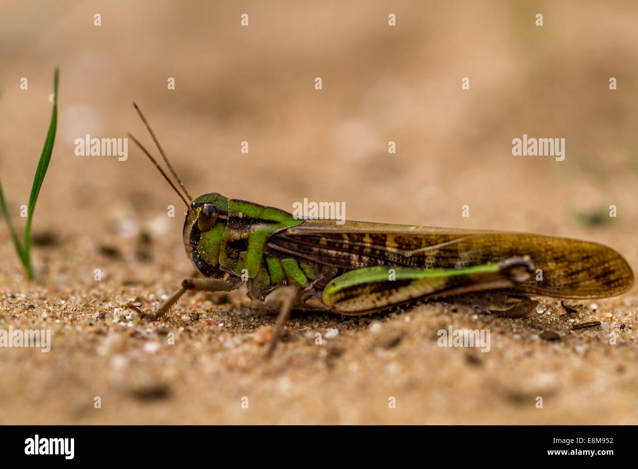 Unione grasshopper close up mostra camouflage Foto Stock