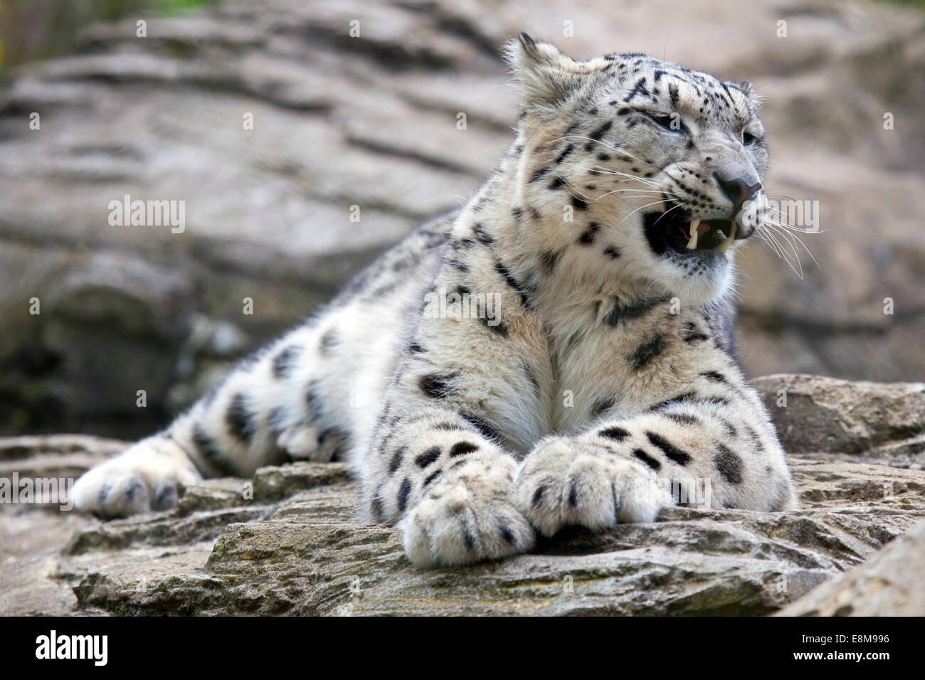 Un giovane Snow Leopard in appoggio su alcune rocce Foto Stock