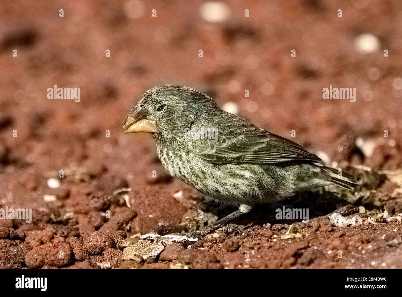 Terra di grandi dimensioni Finch Geospiza magnirostris Rabida femmina isola delle Isole Galapagos Ecuador Foto Stock