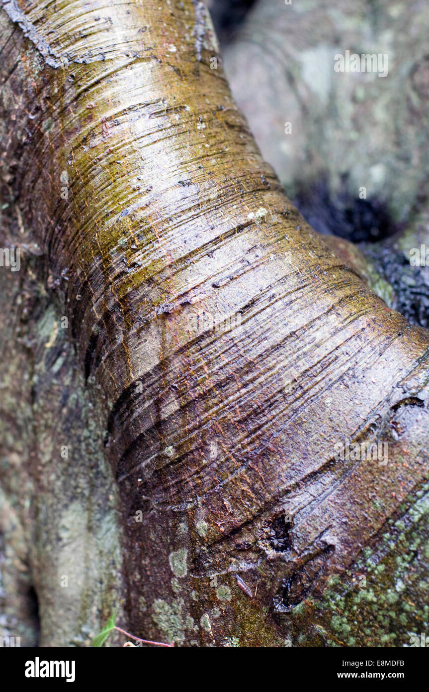 Faggio maturo di corteccia di albero. Il faggio è stato un ultimo arrivato in Gran Bretagna dopo l'ultima glaciazione, Foto Stock