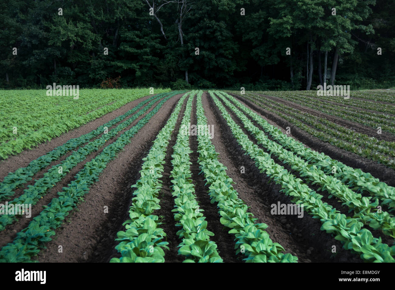 Su una Nuova Inghilterra farm, righe di verdure a foglia verde che si diramano verso il visualizzatore con uno stand di alberi in background. Foto Stock