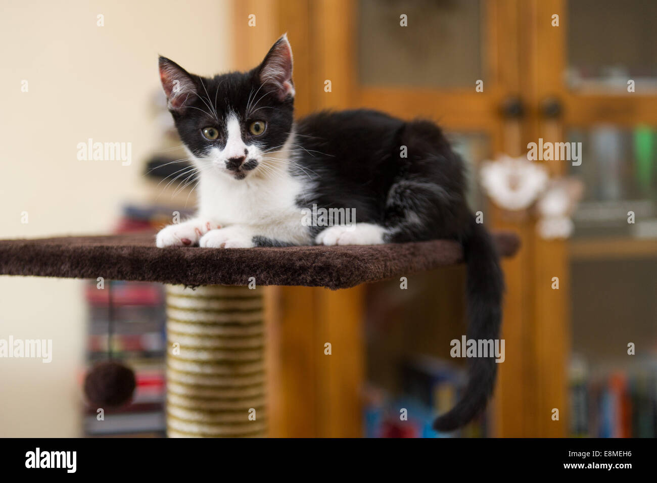 Un gattino sulla sommità di una torre gatto in un salotto. Foto Stock