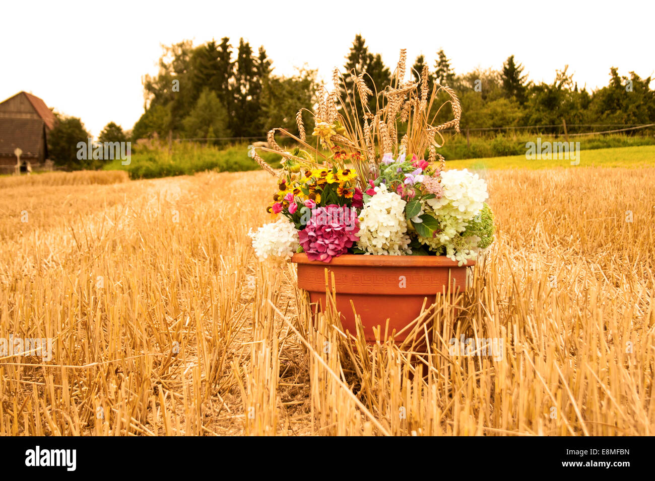 Ringraziamento fiori su cornfield Foto Stock