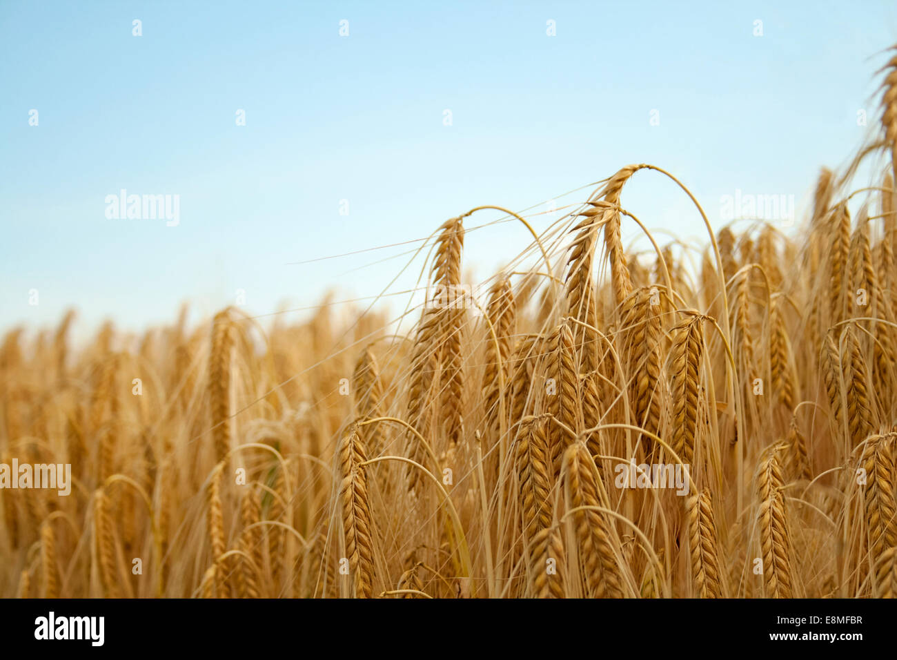 Golden Grain a cornfield Foto Stock