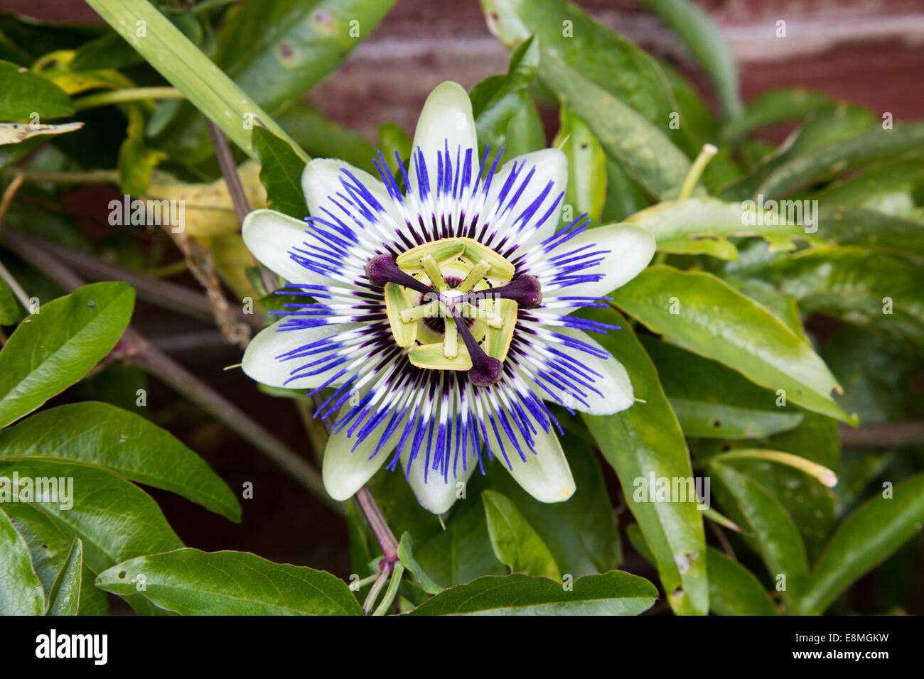 Primo piano di un viola fiore della passione Foto Stock