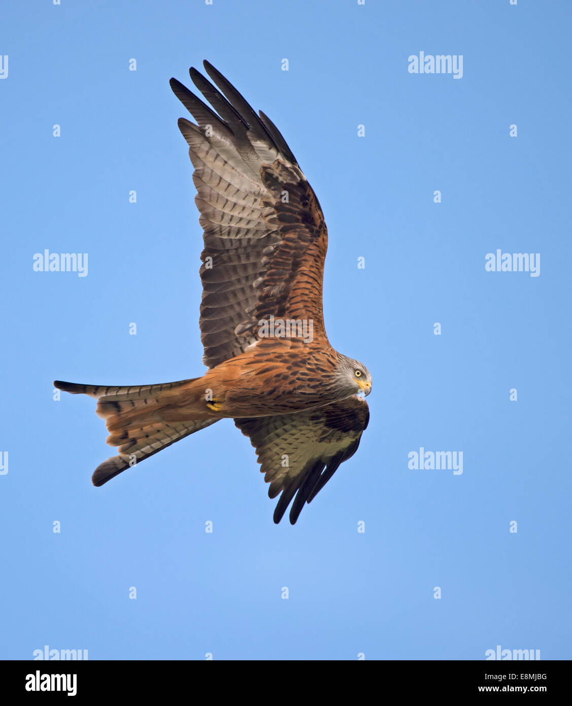 Red Kites elevarsi al di sopra di Gigrin Farm nel Galles Foto Stock
