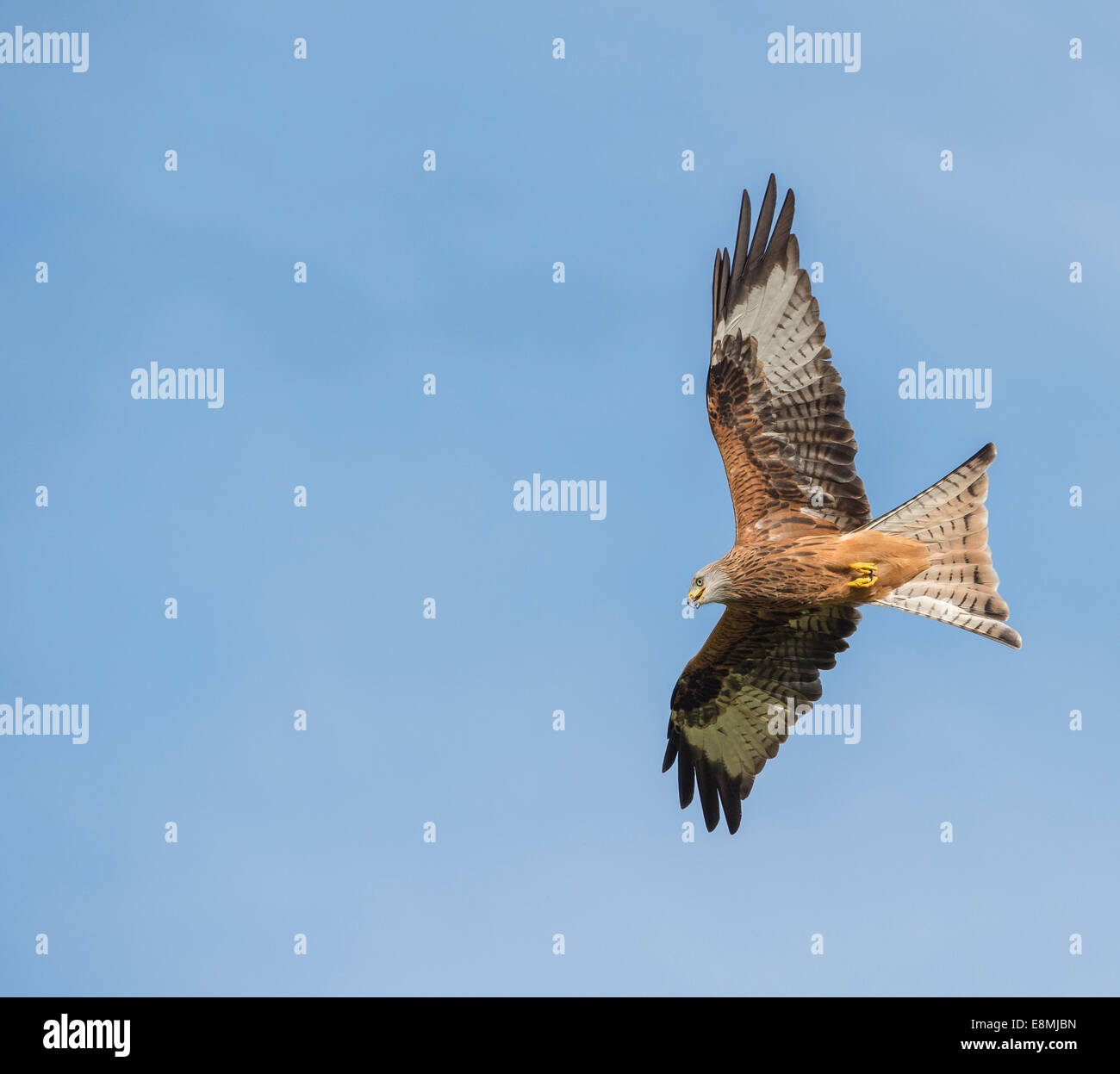 Red Kites elevarsi al di sopra di Gigrin Farm nel Galles Foto Stock
