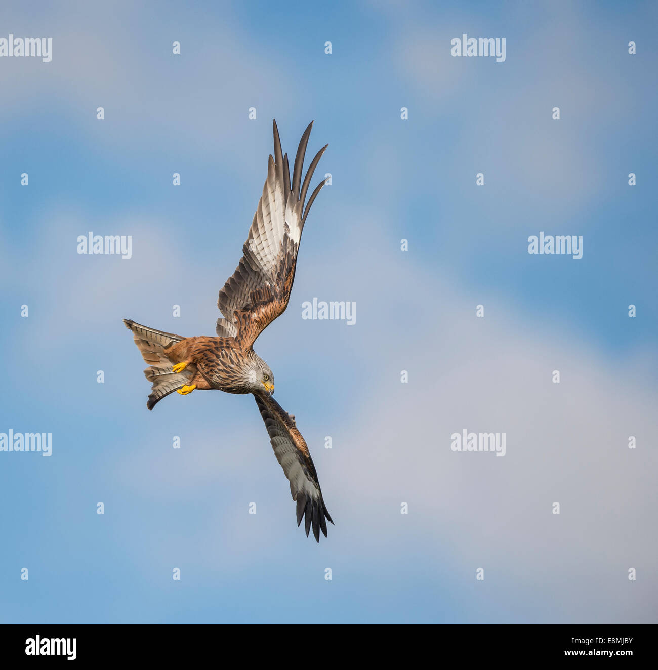 Red Kites elevarsi al di sopra di Gigrin Farm nel Galles Foto Stock