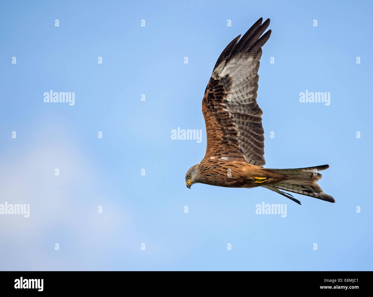 Red Kites elevarsi al di sopra di Gigrin Farm nel Galles Foto Stock