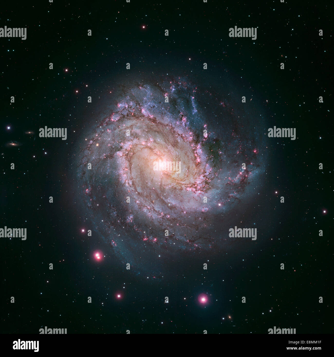 Il vivace magentas e blues in questa immagine di Hubble dello sbarramento galassia a spirale M83 rivelano che la galassia è in fiamme con stella f Foto Stock