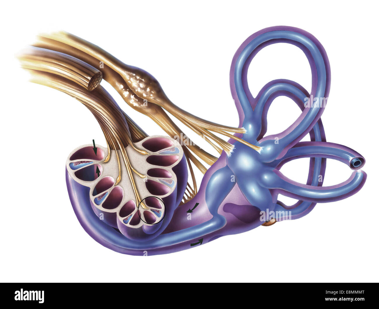 Coclea dettaglio con vestibulocochlear nerve. Foto Stock