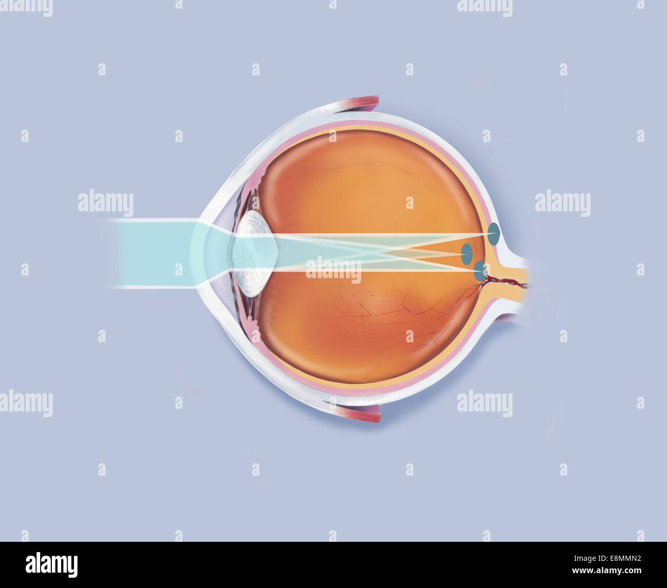 Anatomia di occhio umano che mostra i punti focali. Foto Stock