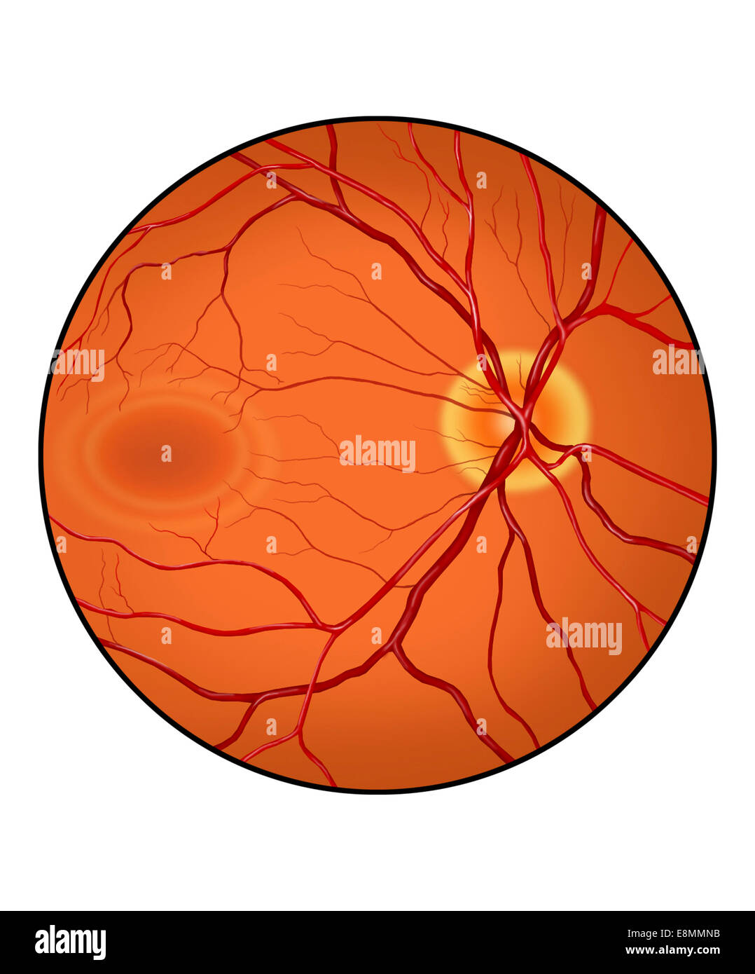La retina di un occhio normale. Foto Stock
