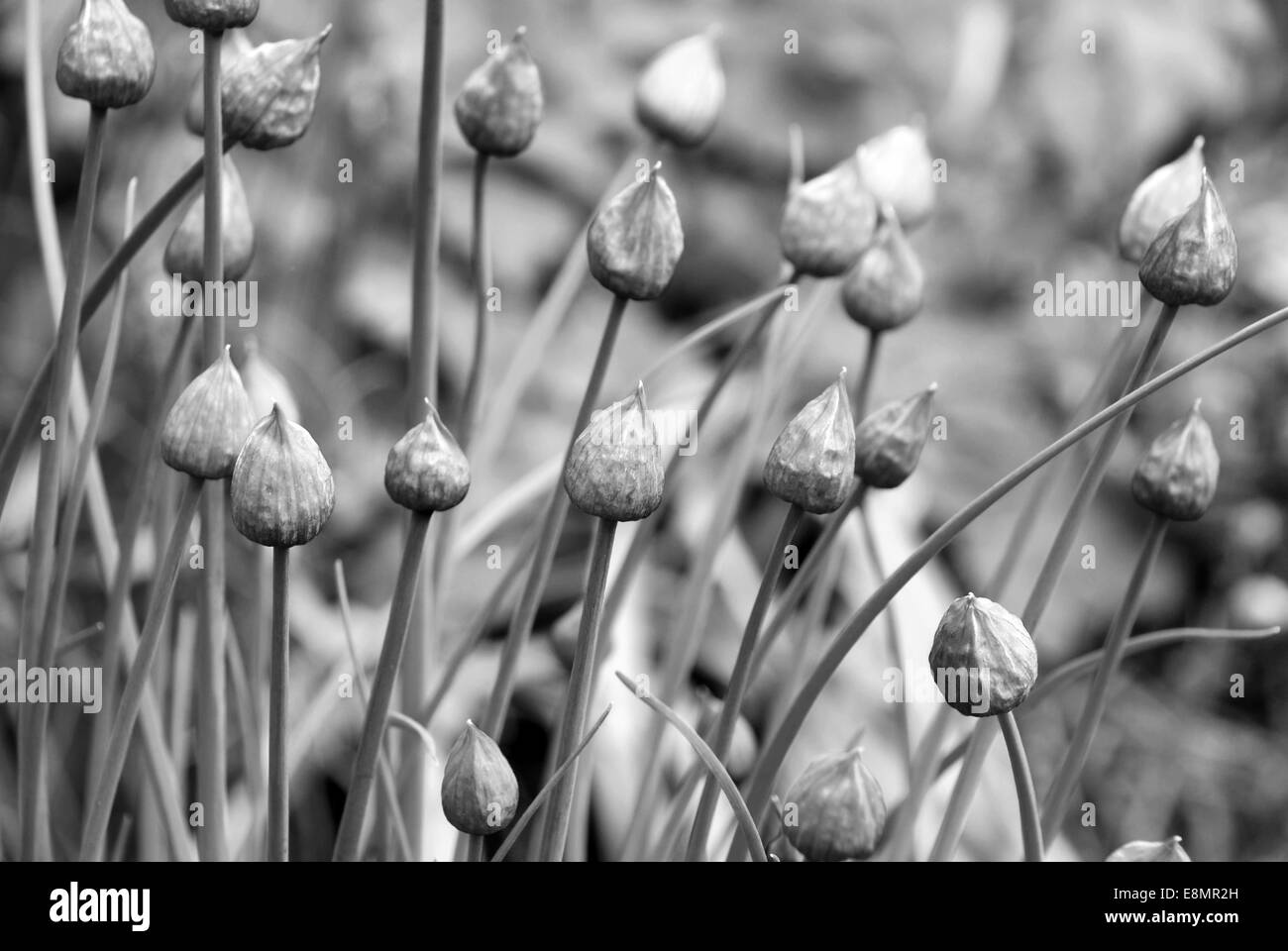 Aperti boccioli di fiori su un fiorente pianta di erba cipollina - elaborazione monocromatica Foto Stock