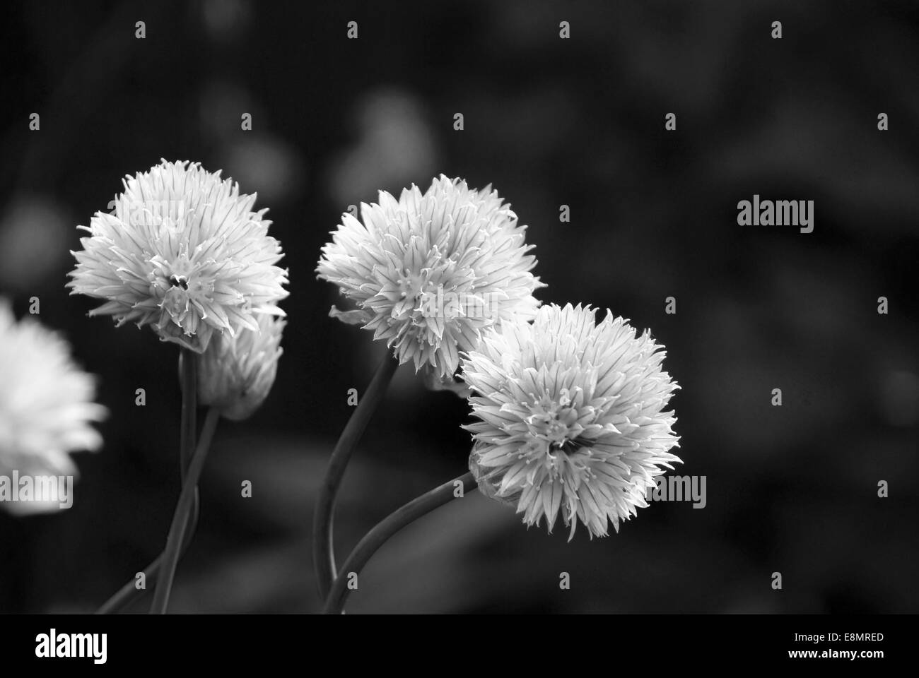 Chiudere fino a tre fioriture delicato su una pianta di erba cipollina - elaborazione monocromatica Foto Stock