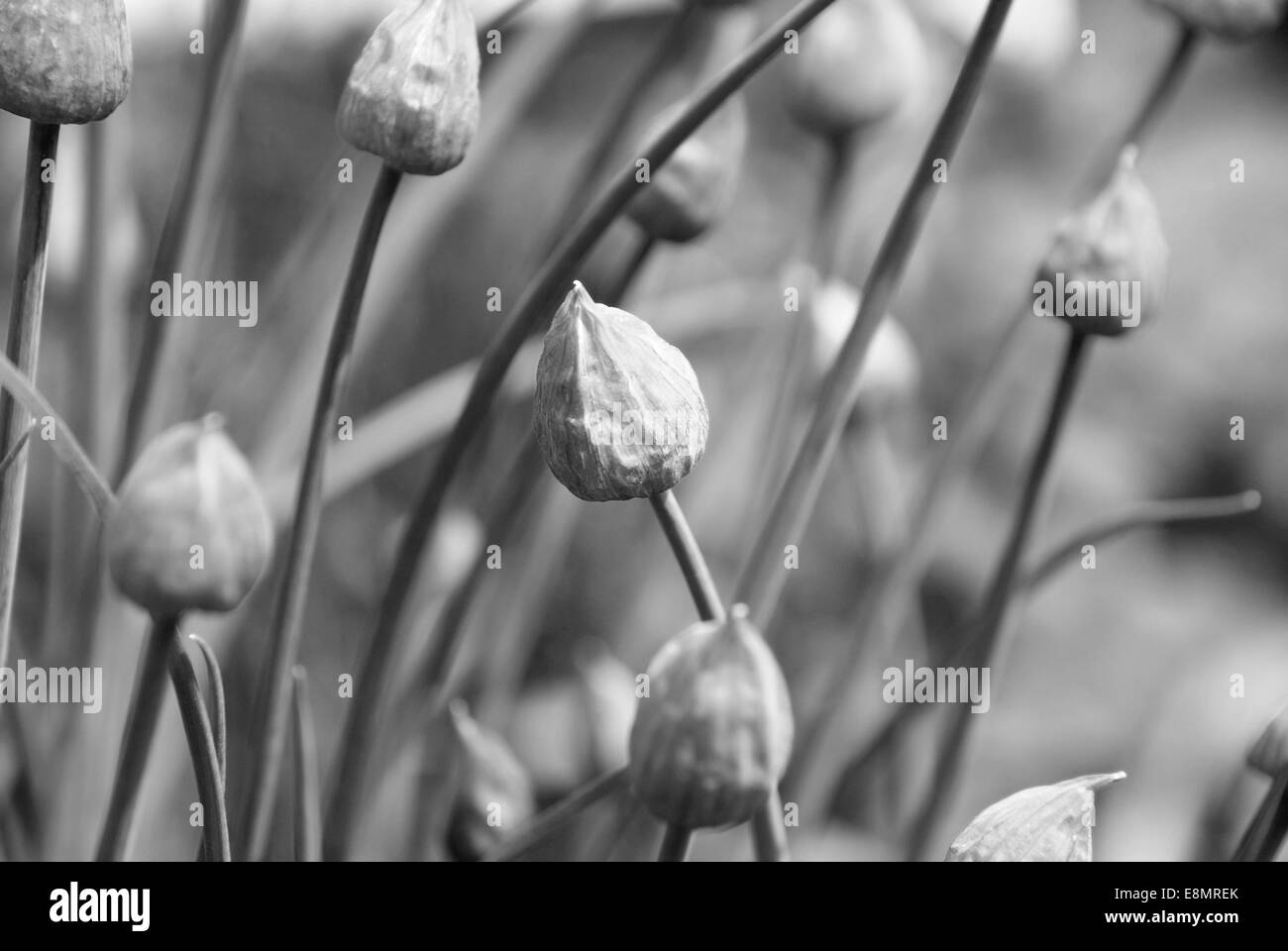 Close up aperti di erba cipollina boccioli di fiori - elaborazione monocromatica Foto Stock