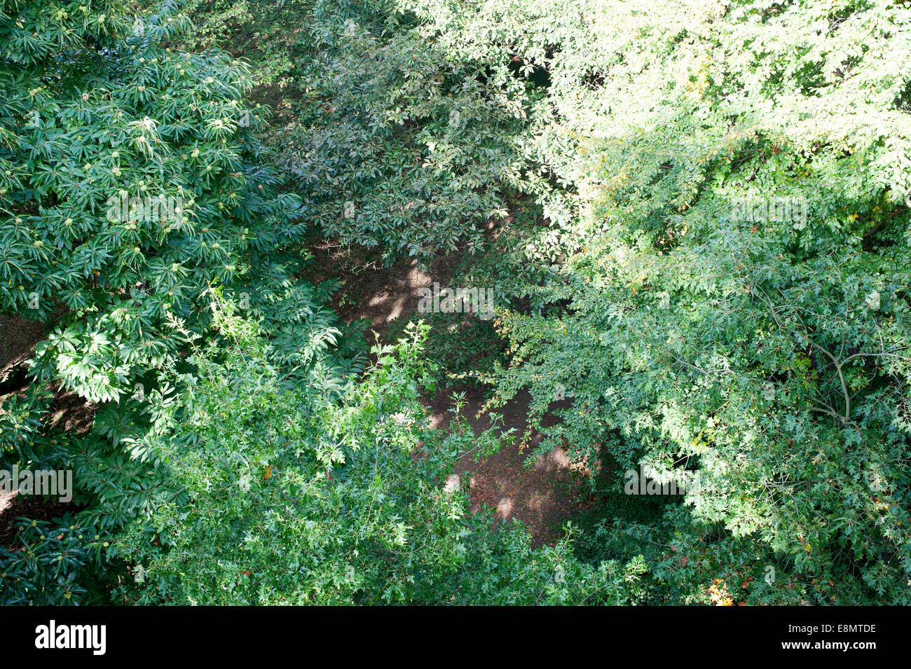 Vista guardando in giù verso massa dal Xstrata Treetop marciapiede in i Giardini di Kew, Richmond. Foto Stock