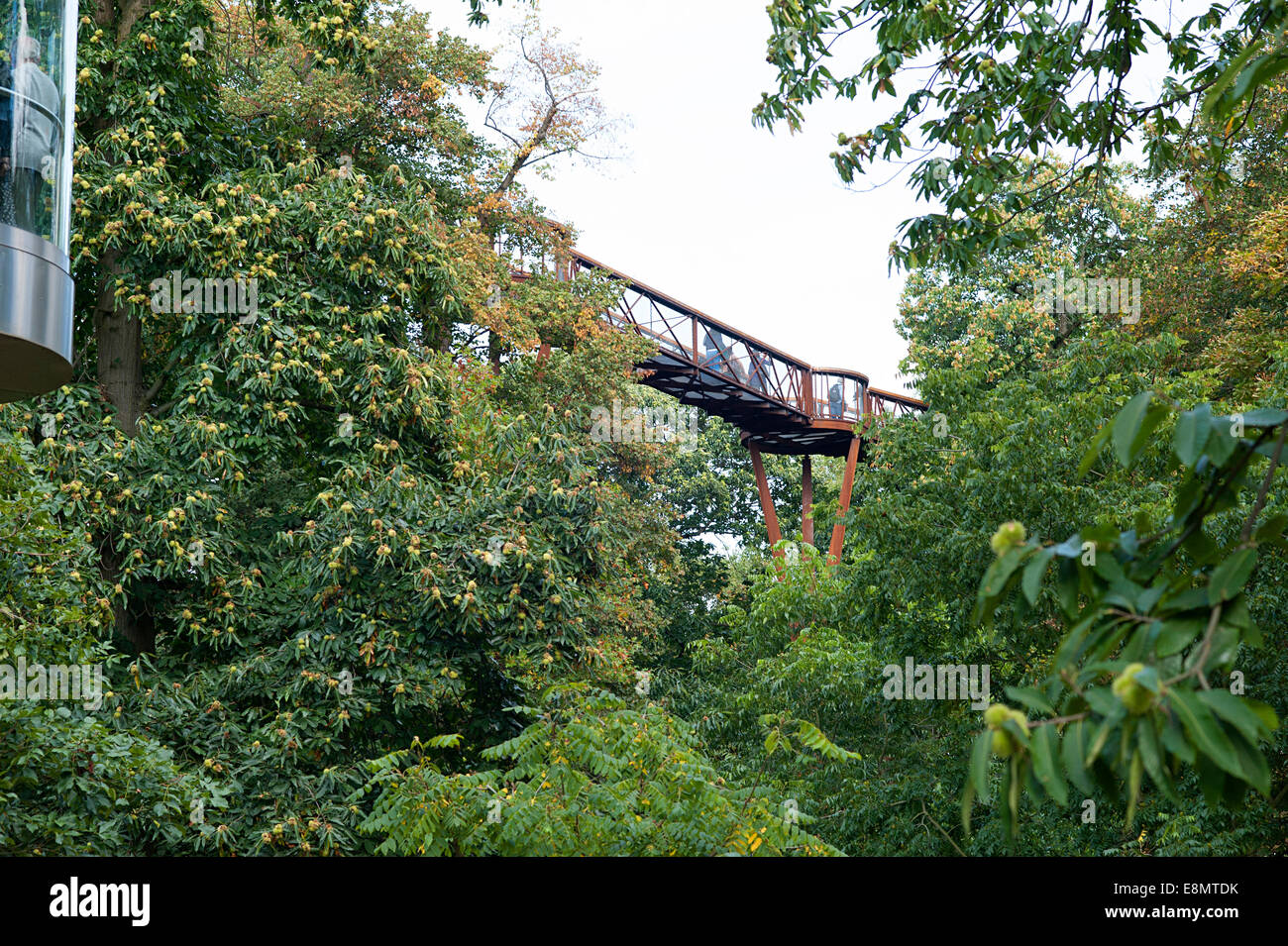 I Giardini di Kew Rhizotron e Xstrata Treetop passerella con spettacolari bird's-eye viste dal marciapiede sopra le cime degli alberi e giardini Foto Stock