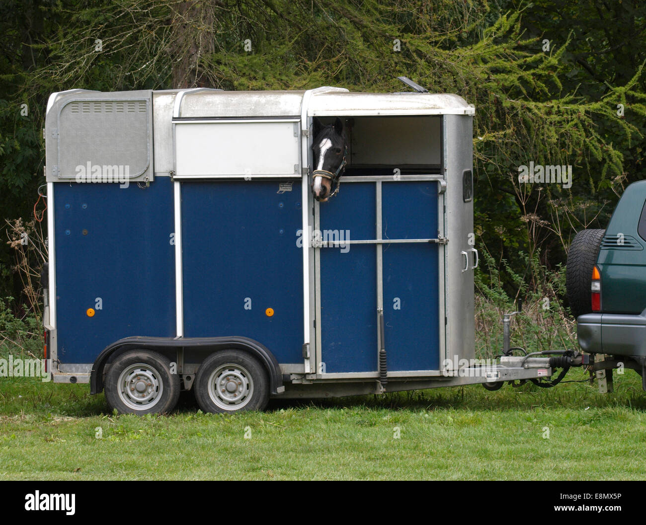 Il cavallo in un rimorchio, Dorset, Regno Unito Foto Stock
