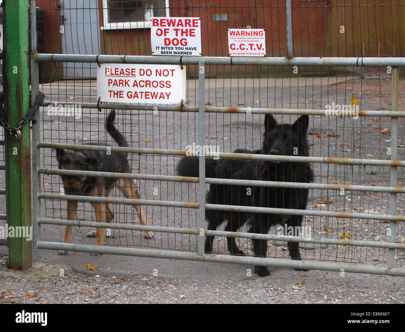 Cani da guardia, Dorset, Regno Unito Foto Stock