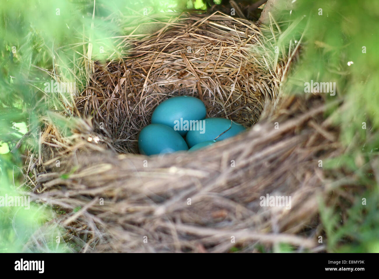 Una collezione di baby blue Robin's uova sono riuniti insieme in un nido in un albero. Foto Stock