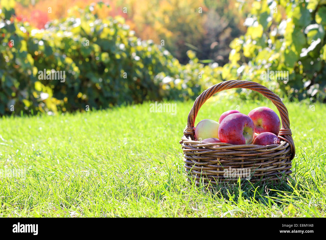 Un cesto pieno di appena raccolto Cortland Le mele sono seduti in erba un una campagna meleto in autunno. Foto Stock