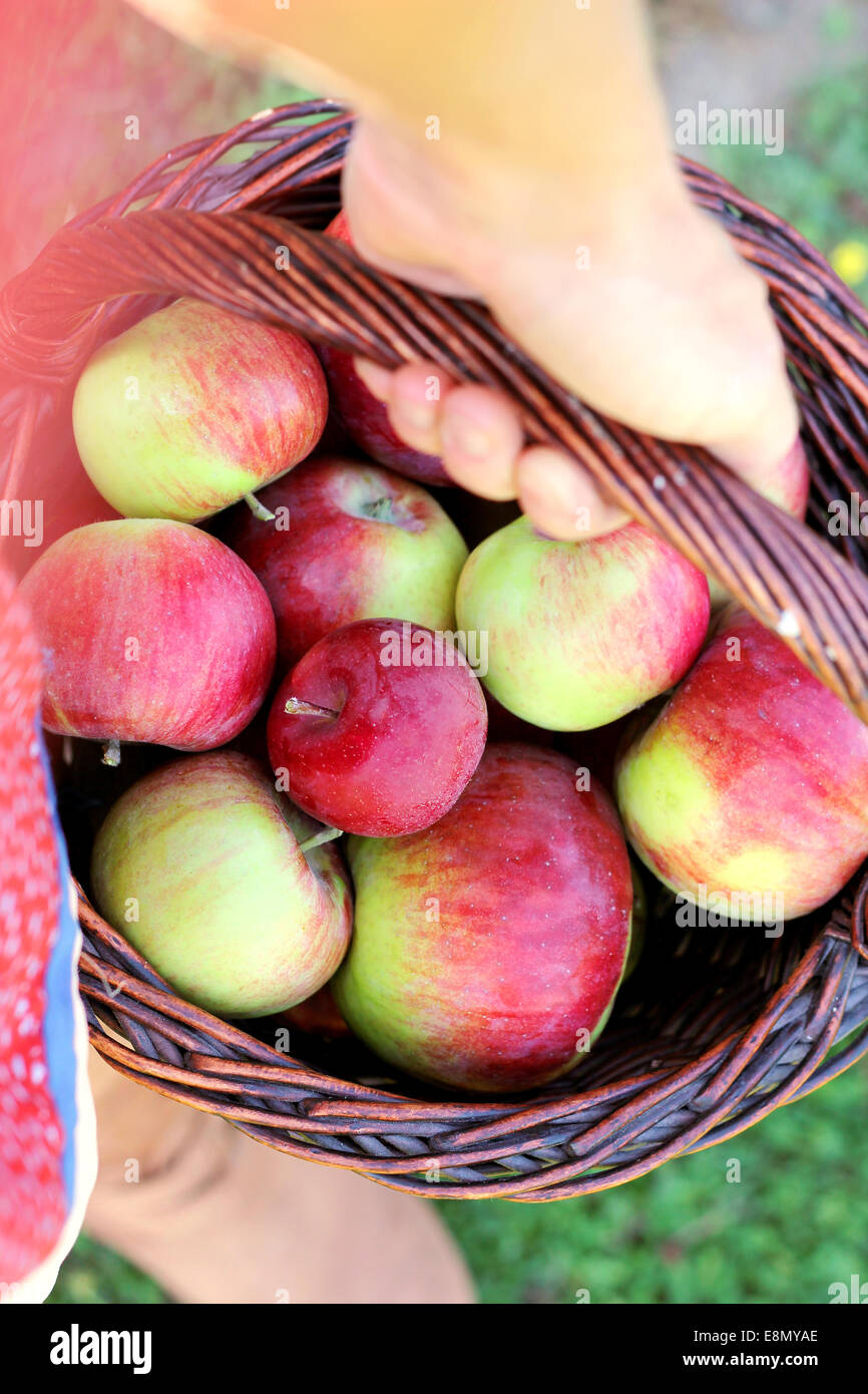 Una donna è la mano che porta un cesto di vimini pieno di caduta di fresco raccolte Cortland mele del frutteto. Foto Stock