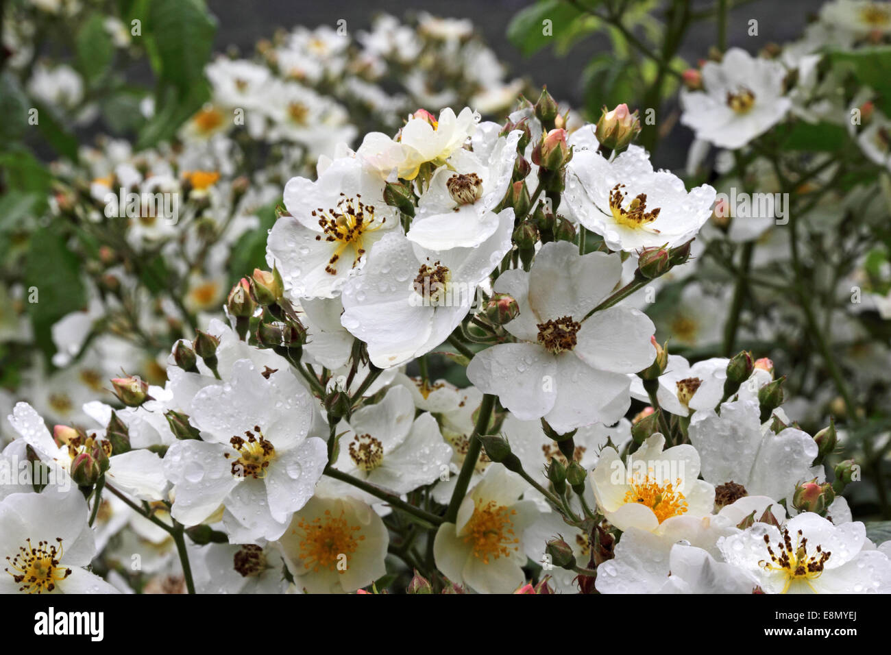 Wild 'Dog' Roses Foto Stock