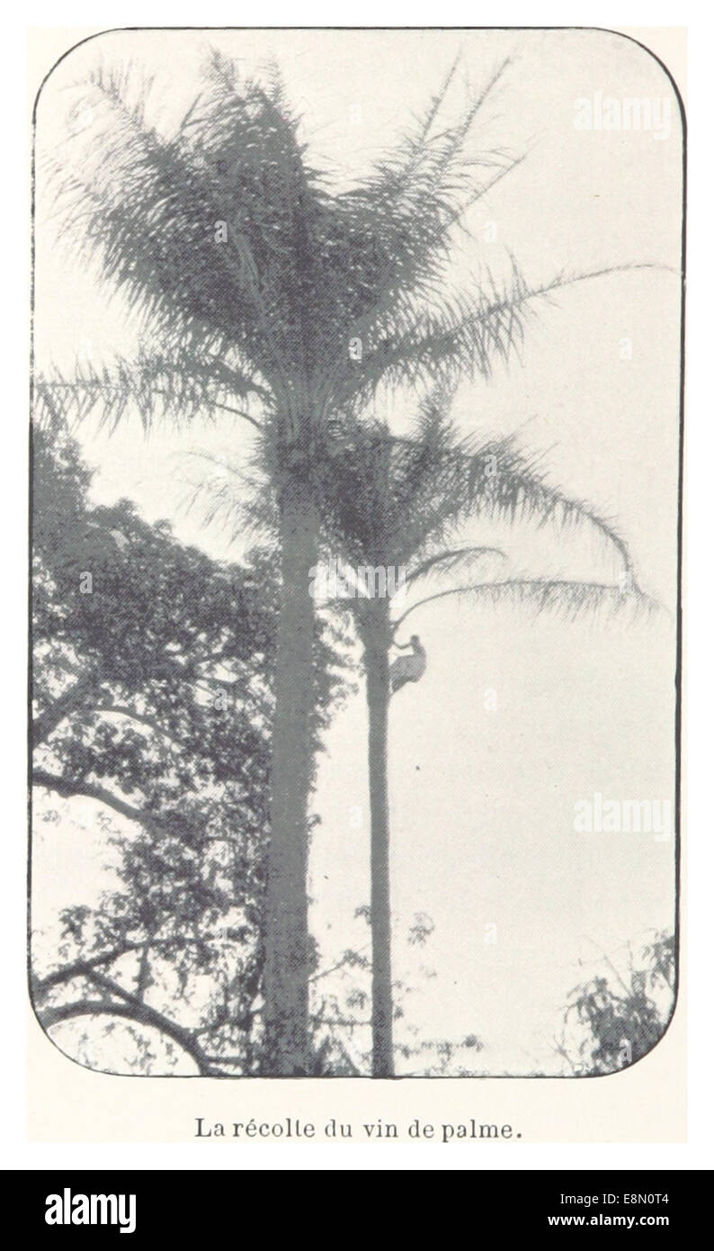 Questa illustrazione d'annata raffigura la raccolta del vino di palma, una pratica tradizionale in alcune regioni africane, che offre uno sguardo sulle pratiche culturali e agricole del tempo. Foto Stock