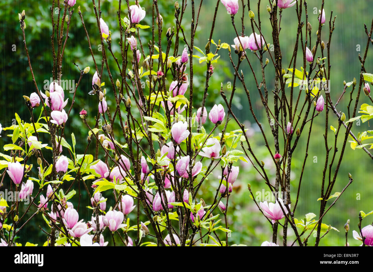 Rosa Magnolia soulangeana fioriture dei fiori sotto la pioggia Foto Stock