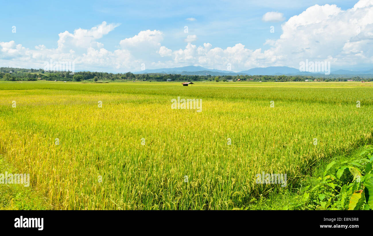 Lo splendido paesaggio di campi di riso in Thailandia Foto Stock