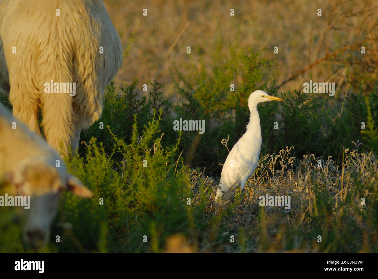 Airone guardabuoi (Bubulcus ibis), Ardeidi Ptzu Idu Pond, San Vero Milis, Oristano, Sardegna, Italia, Europa Foto Stock