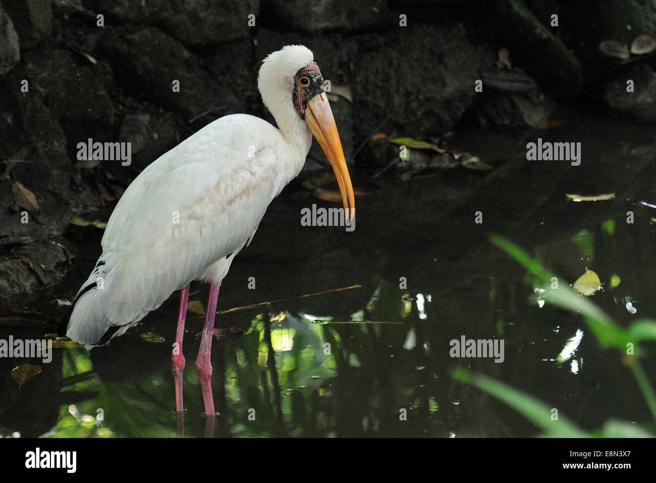 Giallo-fatturati stork Mycteria ibis, Ciconiidae, Africa Foto Stock