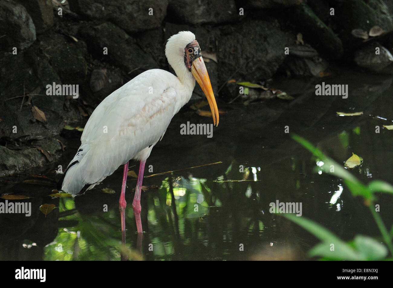 Giallo-fatturati stork Mycteria ibis, Ciconiidae, Africa Foto Stock