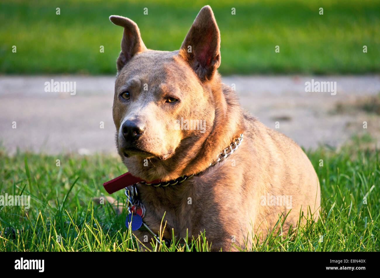 Cane domestico che stabilisce in erba verde su un luminoso giorno di sole Foto Stock