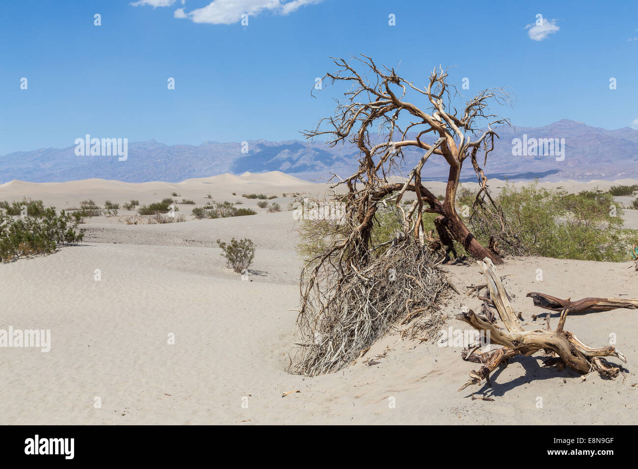 Mesquite Flat dune di sabbia nella Valle della Morte, Deserto Mojave in California, Stati Uniti d'America Foto Stock
