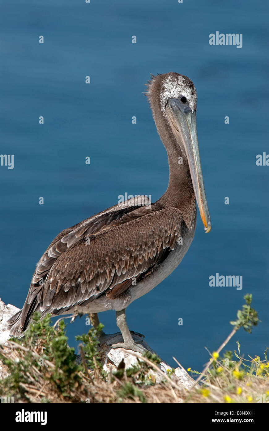 Brown Pelican, vista laterale Foto Stock