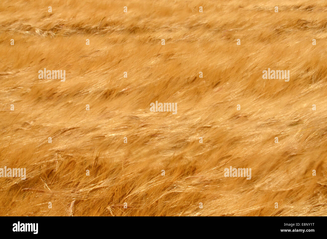 Campo di golden grano maturo lo spostamento da parte del vento Foto Stock