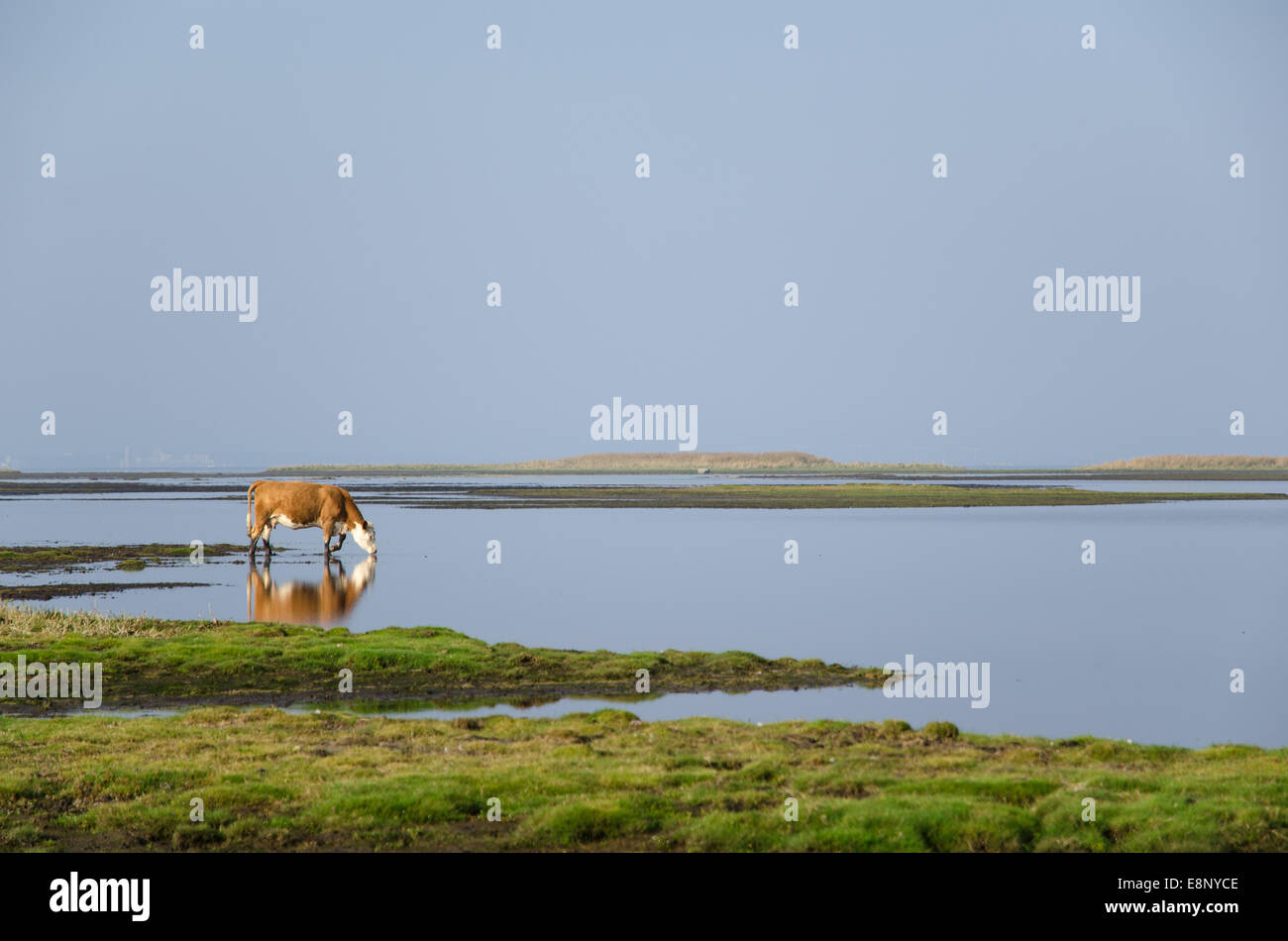 Una mucca è acqua potabile da un idilliaco pascolo costiero Foto Stock