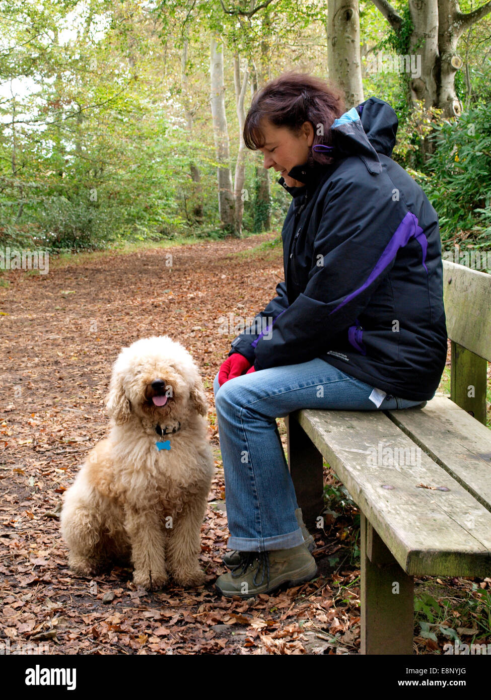 Donna seduta su una panchina pubblica lungo una pista di Bosco in autunno, Fremington, Devon, Regno Unito Foto Stock