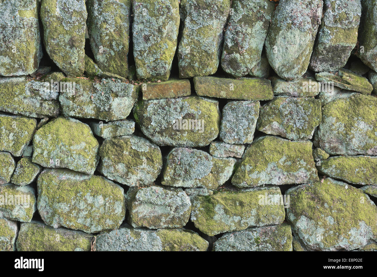 In pietra a secco muro fatto di gritstone e ricoperta di licheni e alghe. Derbyshire, Peak District Foto Stock