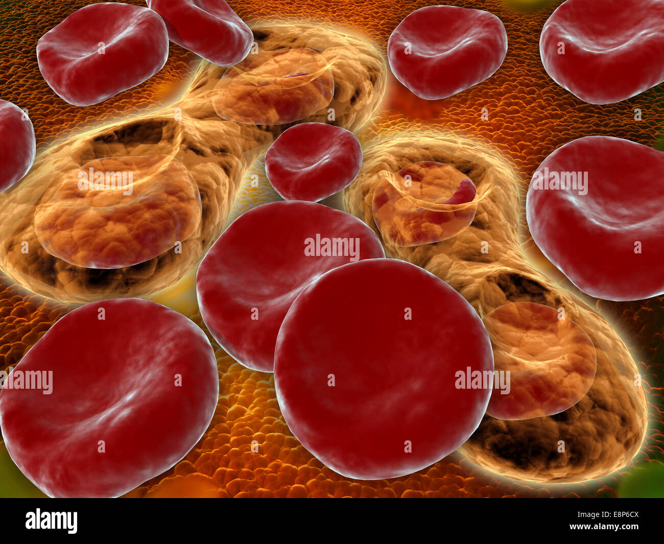 La malaria spore spostare dalla zanzara al sangue umano flusso. le spore dividono molte volte e produrre grandi numeri di s Foto Stock